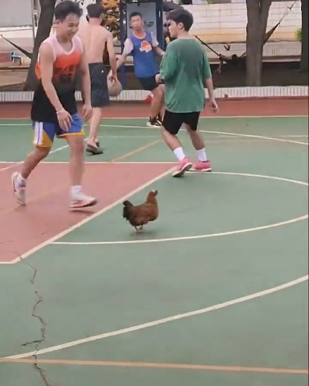 看得出来,鸡哥也想和他们一起打篮球.
