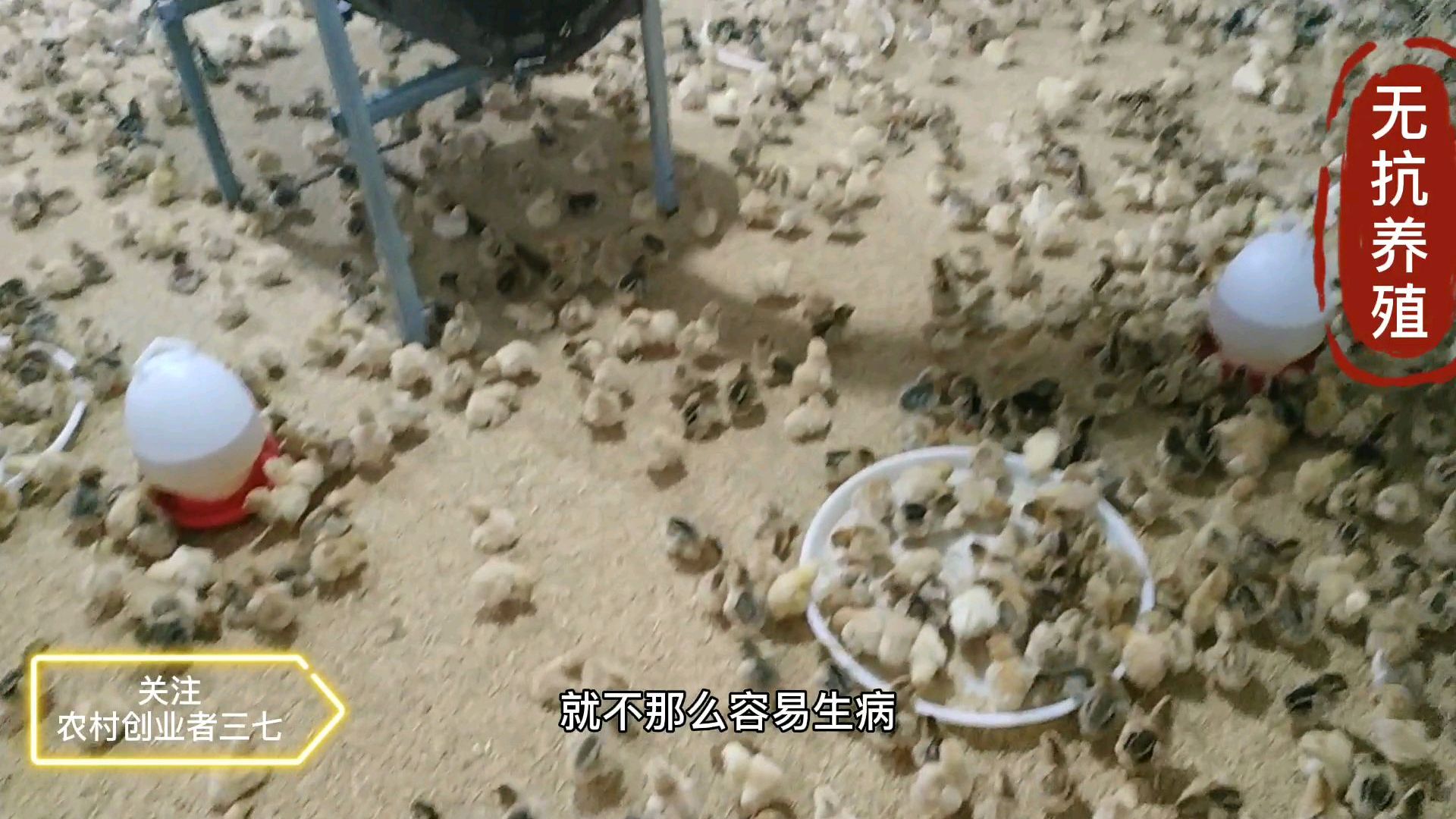 为什么鸡要无抗养殖?是因为能让你养得好,销得更好,无抗养殖02