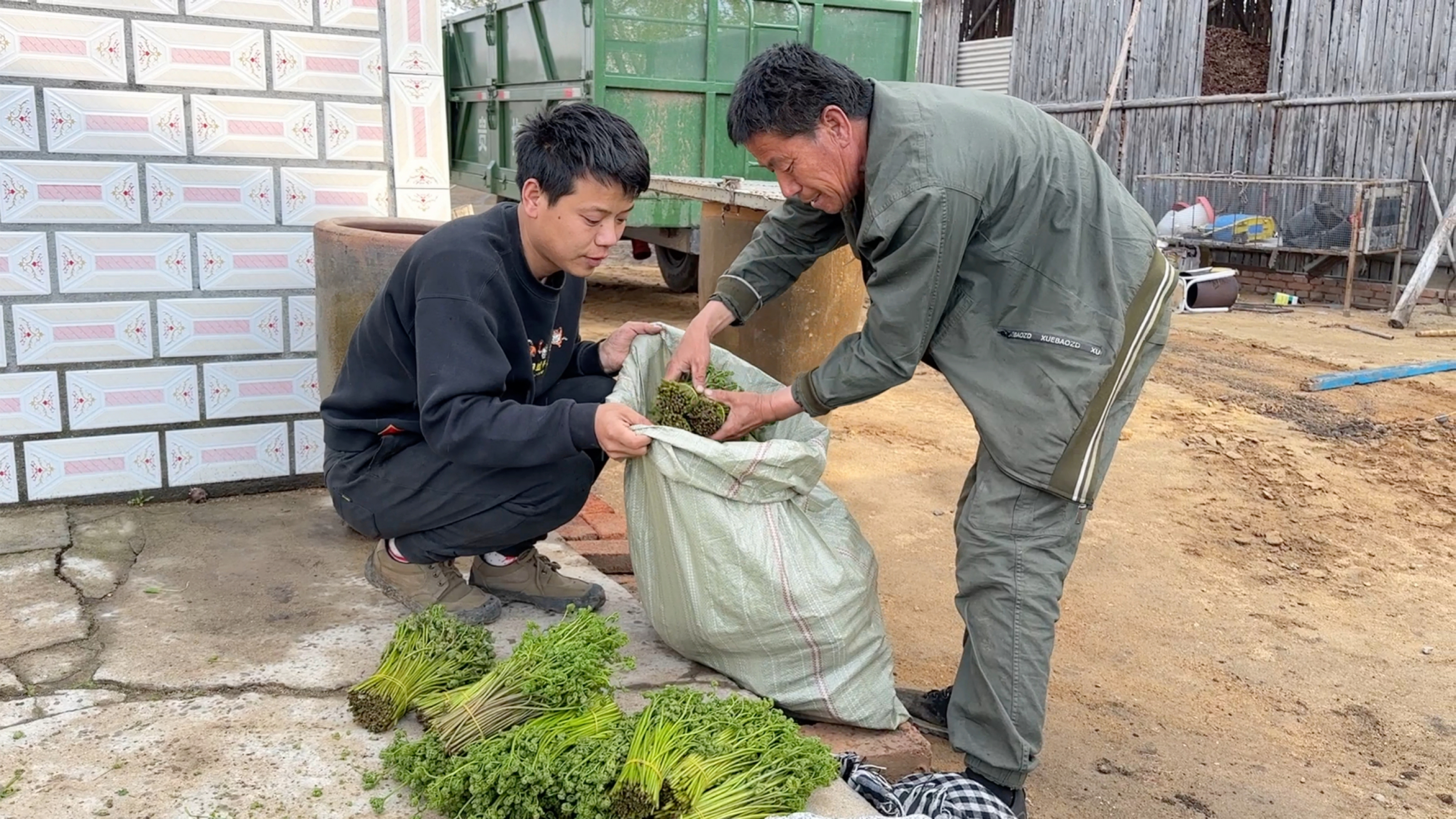 一宁和老爸到屯里收菜,蕨菜猴腿菜不少,东北老妈包的包子喷香