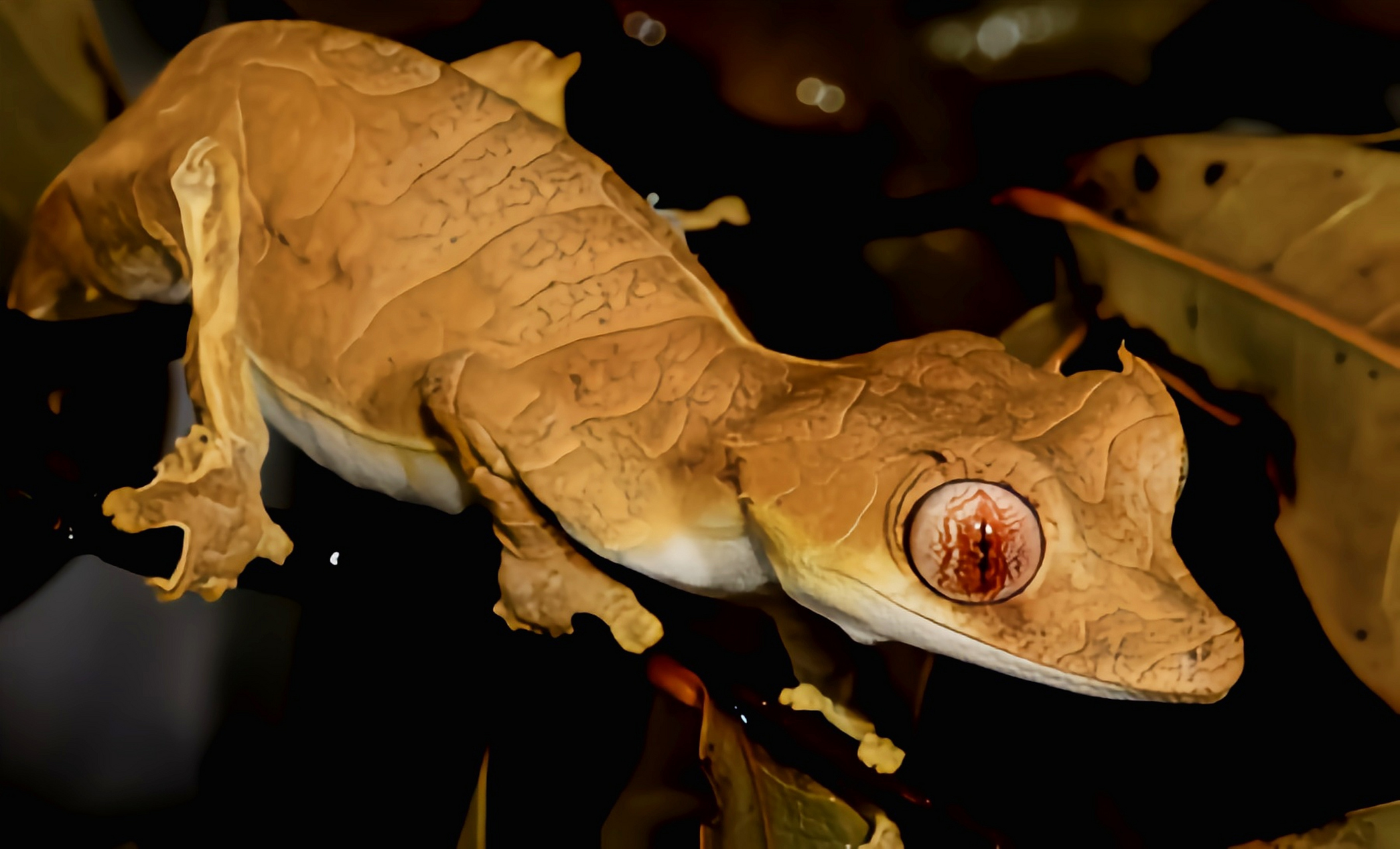 虎,原产于马达加斯加西部,北部,诺西贝岛,是一种濒临灭绝的树栖型壁虎