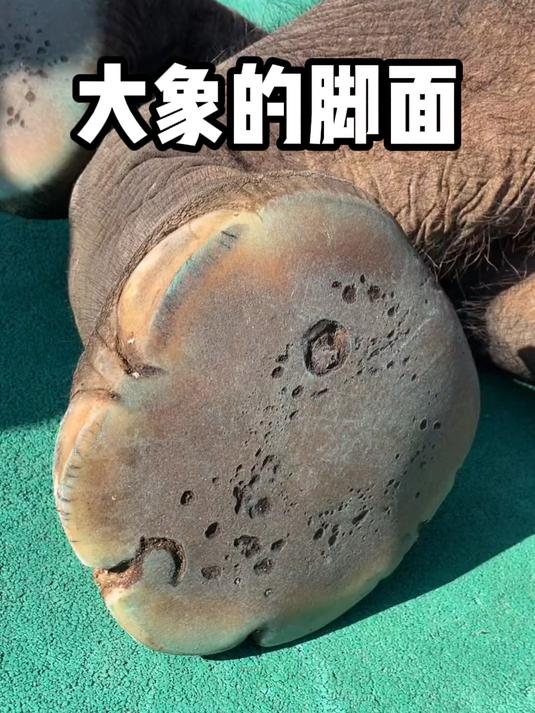 大象的脚底板居然是软的,走路也是踮脚尖