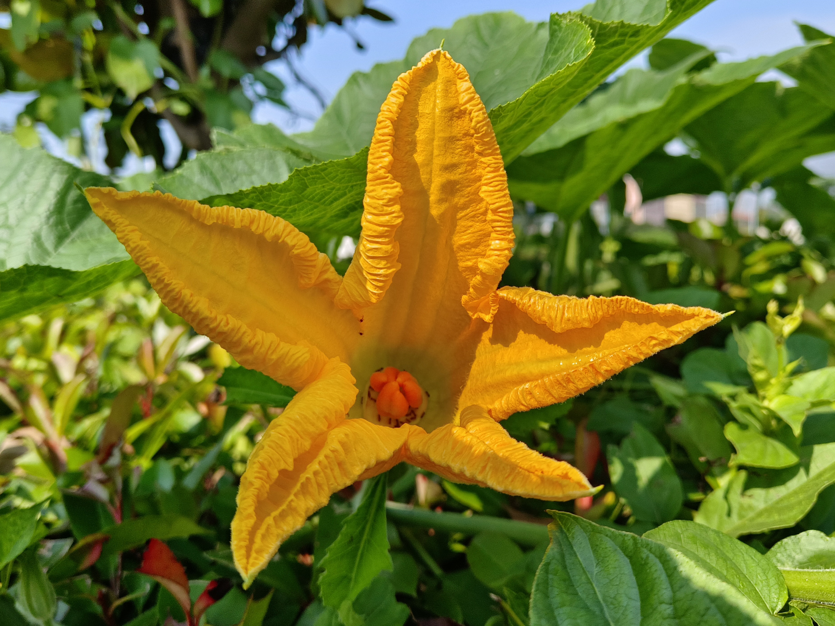 冬瓜的花也很美,只是太常见了,感觉不到了它的美96