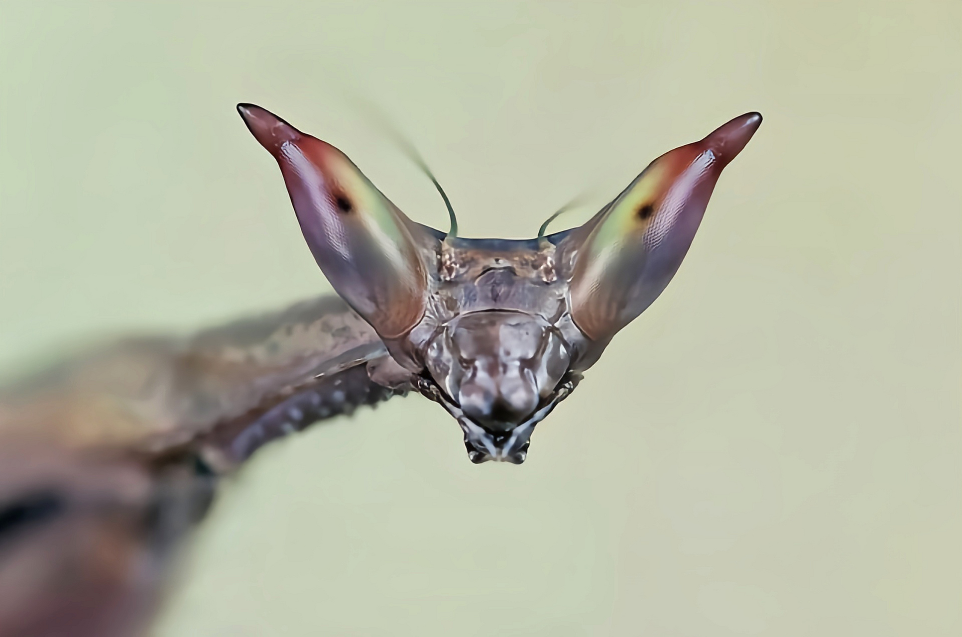 巨型螳螂的照片图片