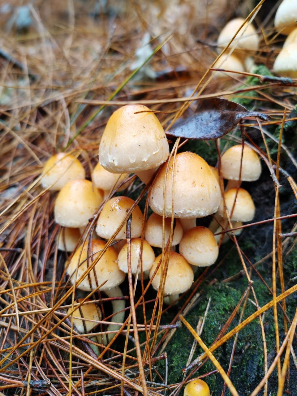 大山里的蘑菇图片大全图片