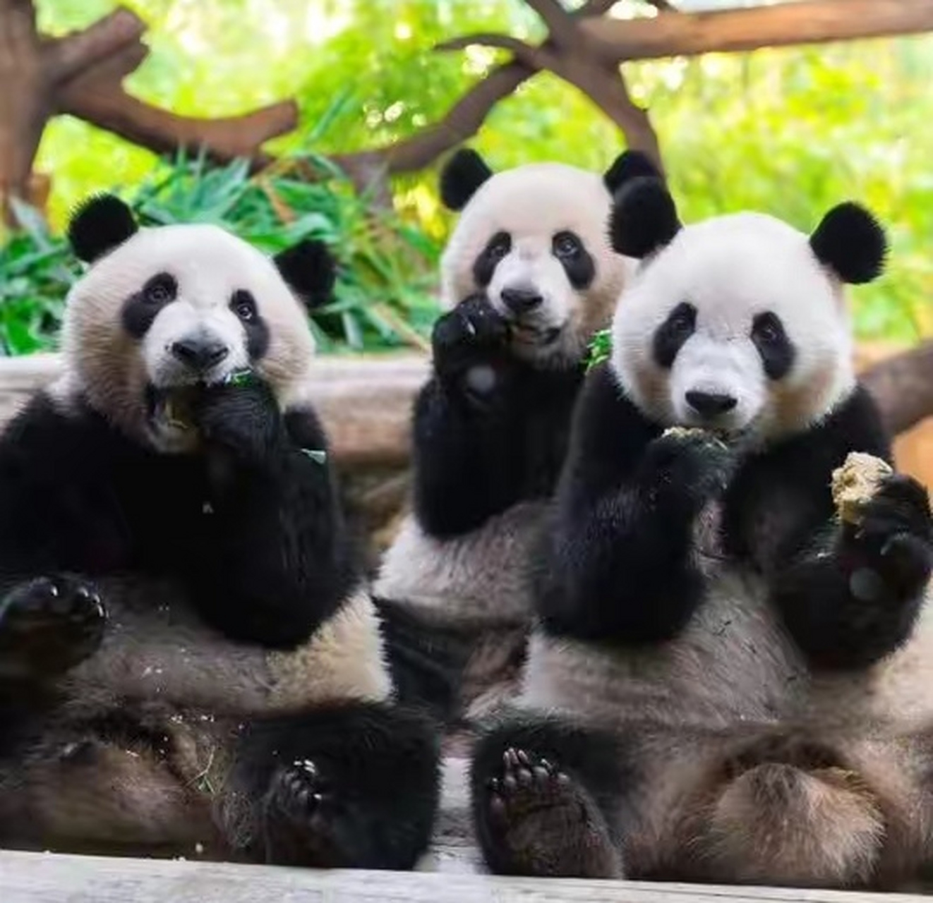 在广州的可以去长隆看他们,也是很可爱的小崽子[嘻嘻][嘻嘻]#大熊猫