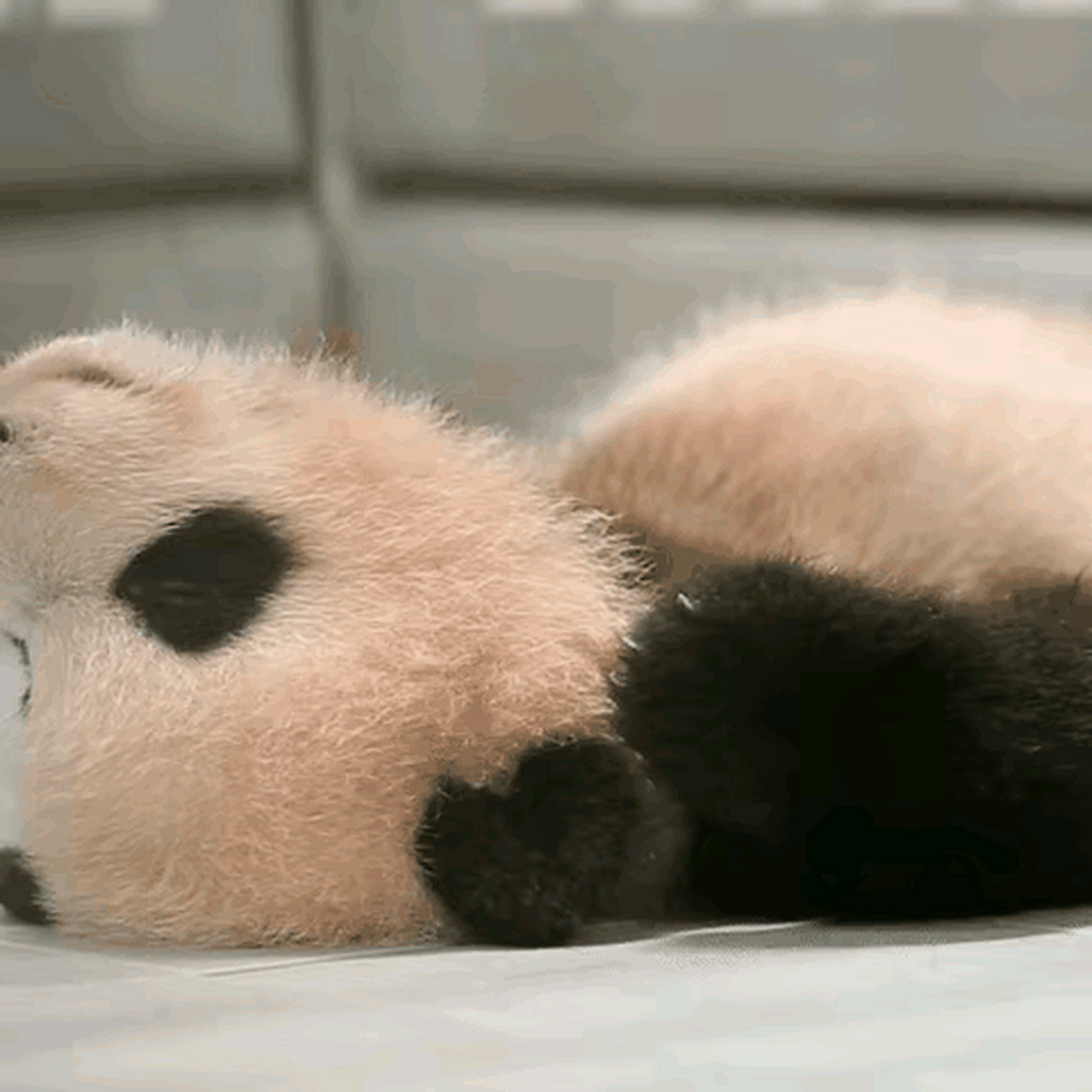 隔着屏幕观看,仍能感受到小福宝 睡得非常安