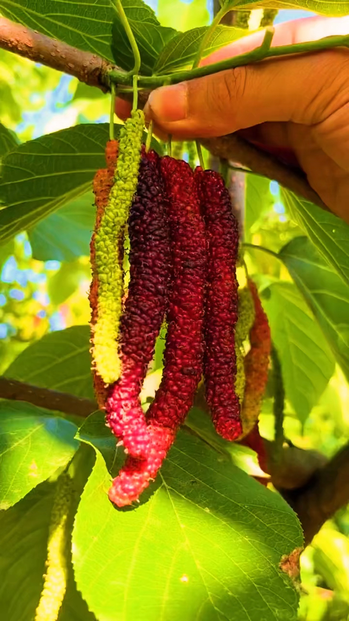 这就是长果桑结果早