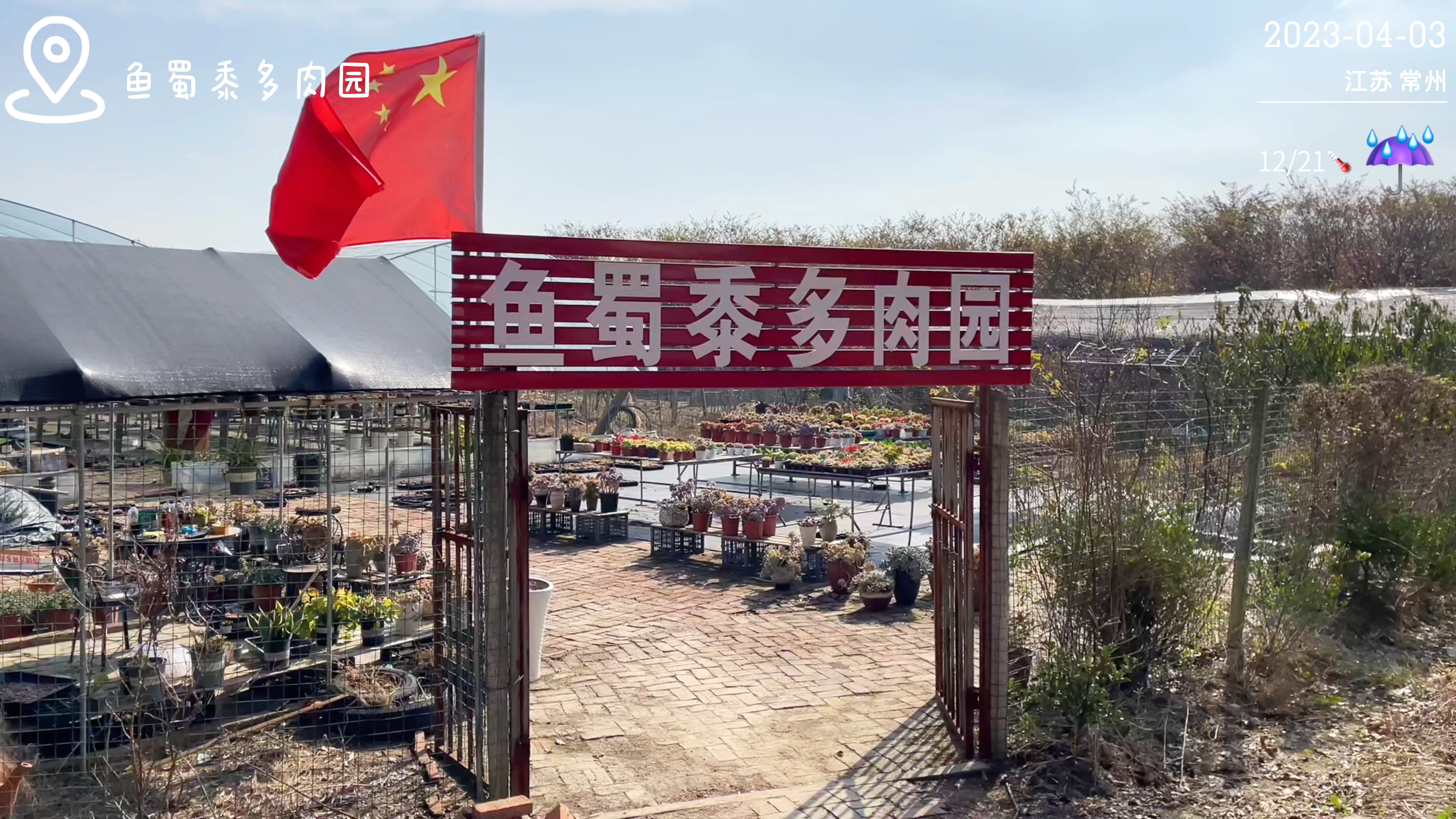 又是下雨天,有点闲,抓住机会给几盆带锦的多肉换了个盆