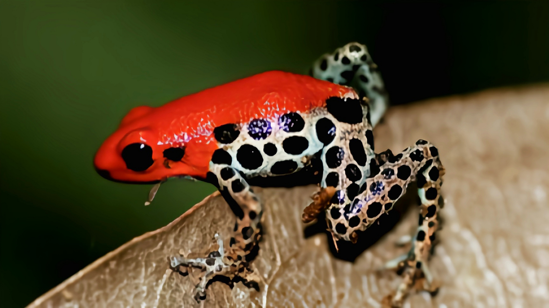 每天认识一种动物——红背箭毒蛙 红背箭毒蛙原产于南美洲秘鲁北部至