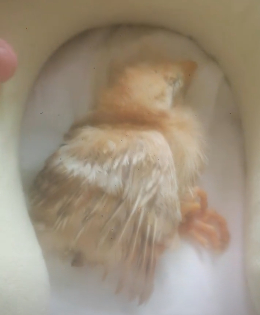 我心莫名的揪着疼了一下,而小女生小鸡无遮挡图片女生小鸡