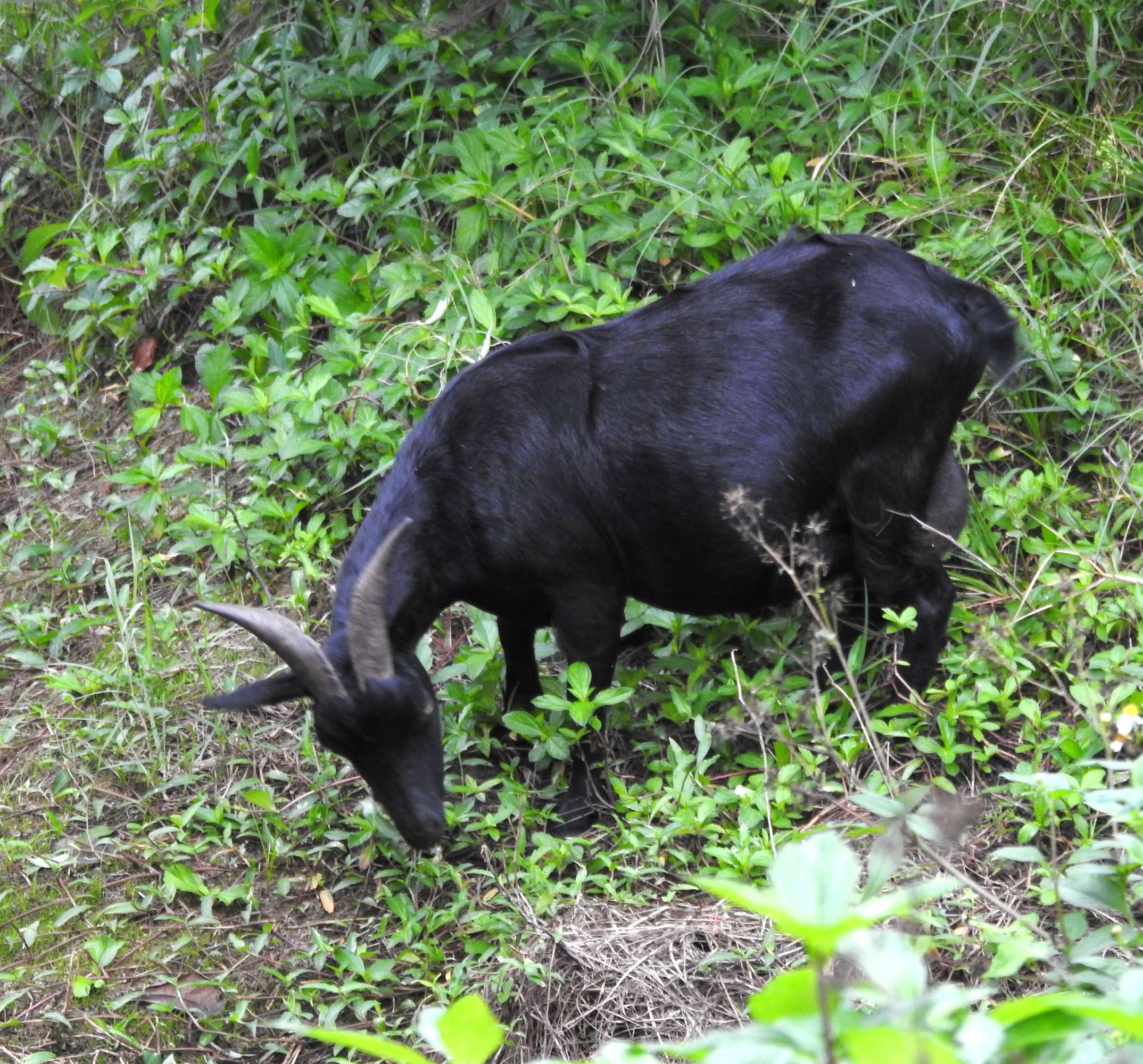 海南岛的黑山羊