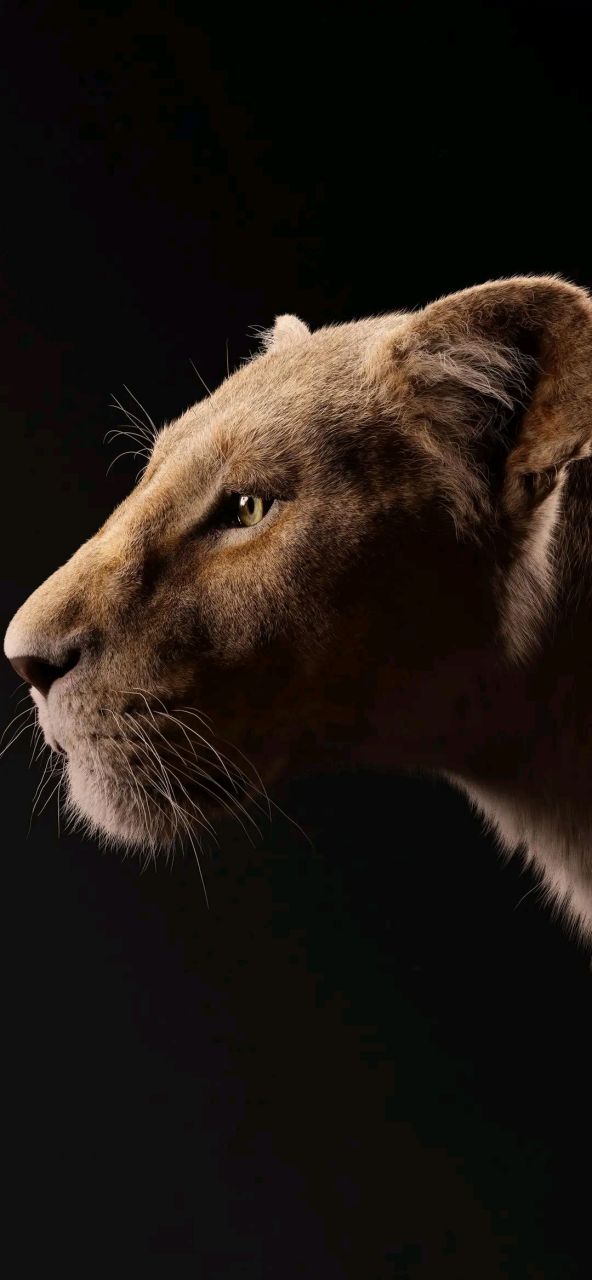 壁纸# #动漫壁纸# 雄狮