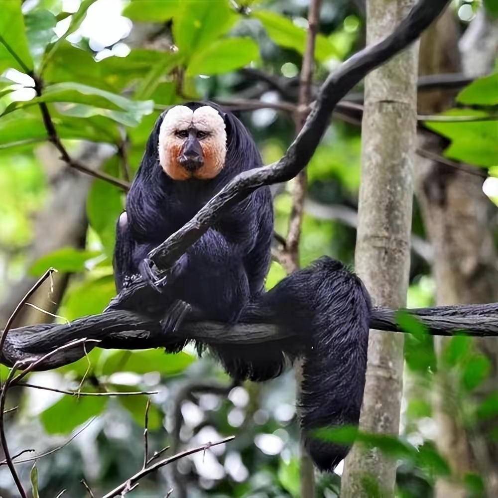 老马猴突然现身,传说夜晚专吃小孩!什么动物这么可怕?