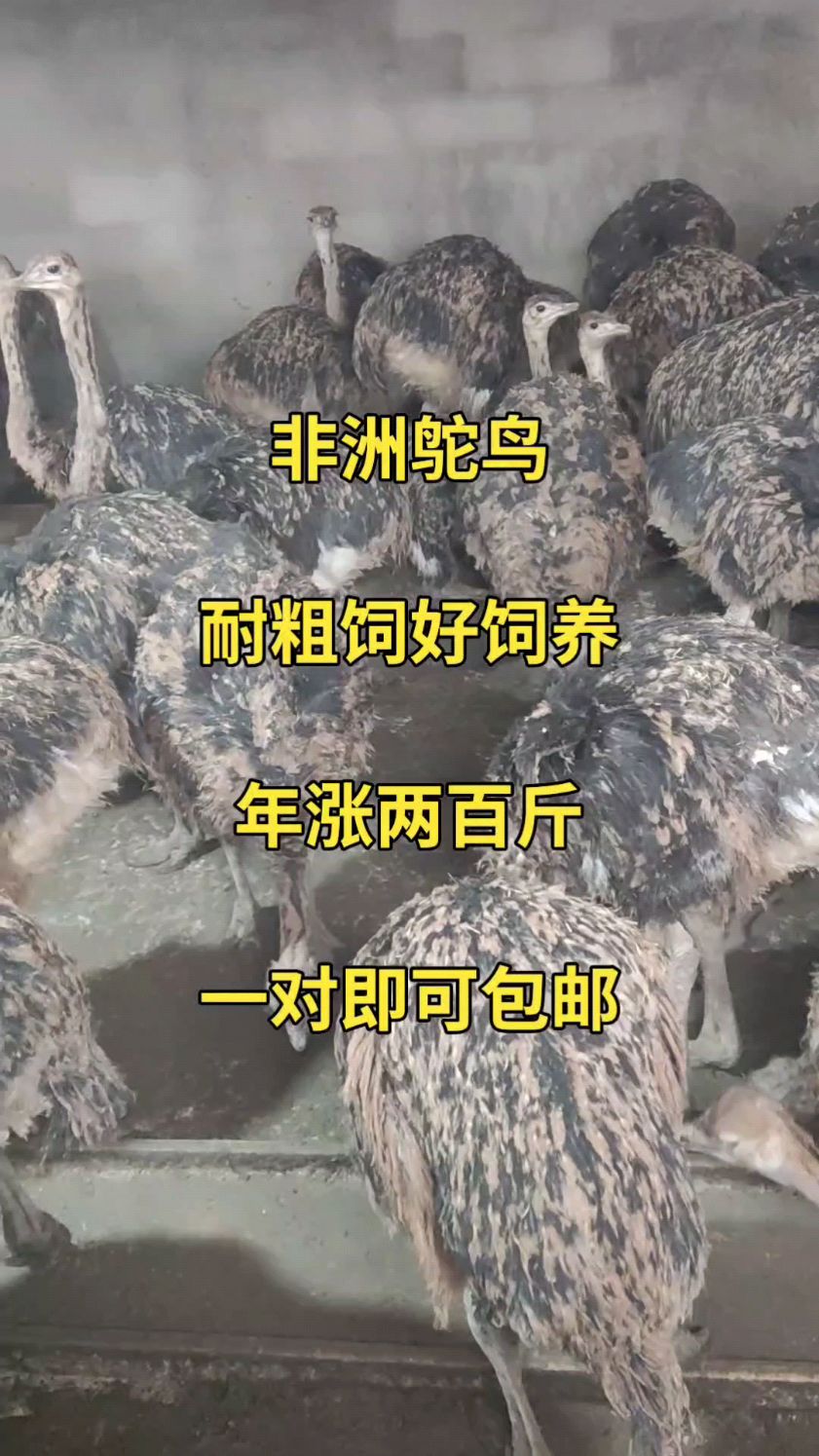 非洲鸵鸟,耐粗饲,好饲养,易管理,南北方地区都可以养殖-度小视