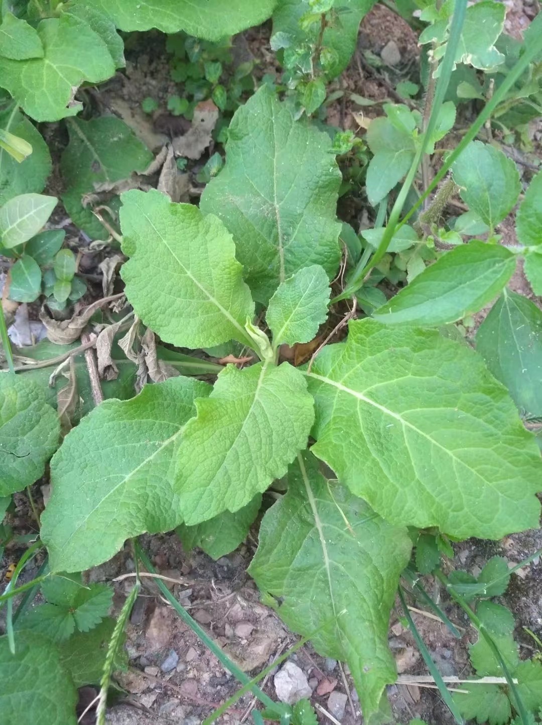 天名精,又称野烟叶,多年生草本植物