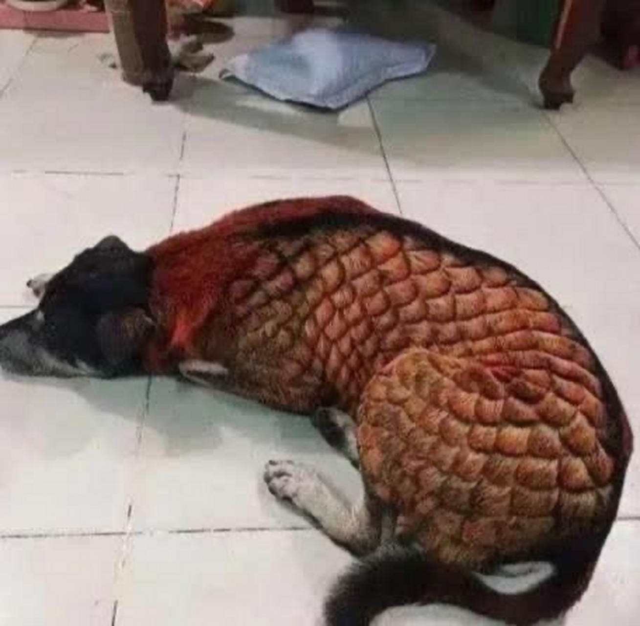 这是传说中的麒麟狗吗?