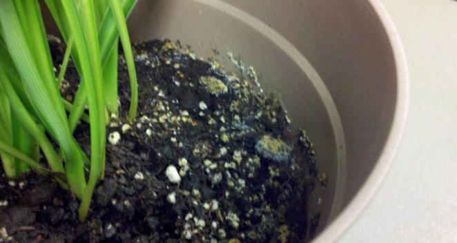 花土里有白色的特别小的虫子怎么办