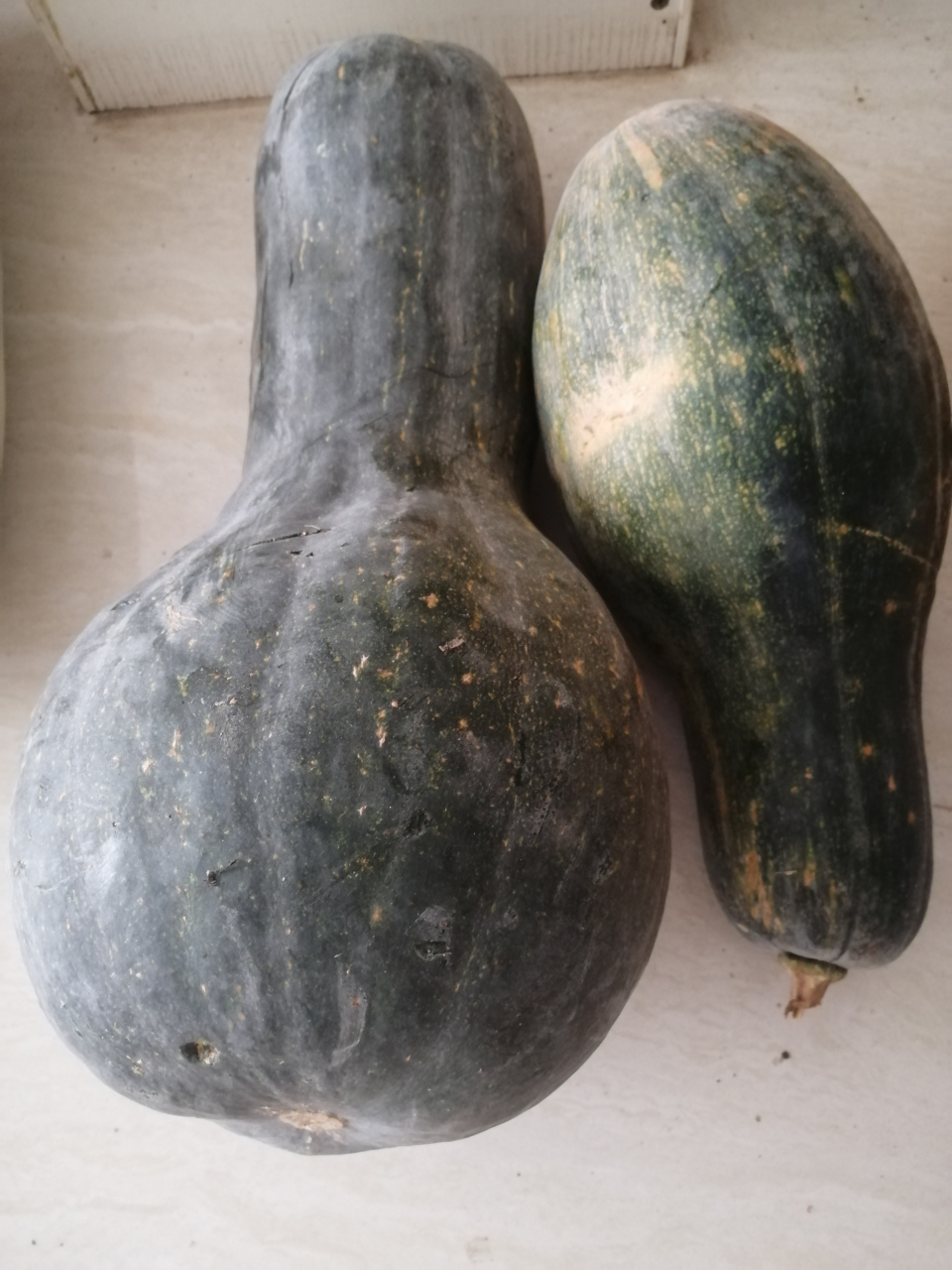 好像南方称为南瓜,反正我们北方称为北瓜,放粥里吃,面甜面甜的!