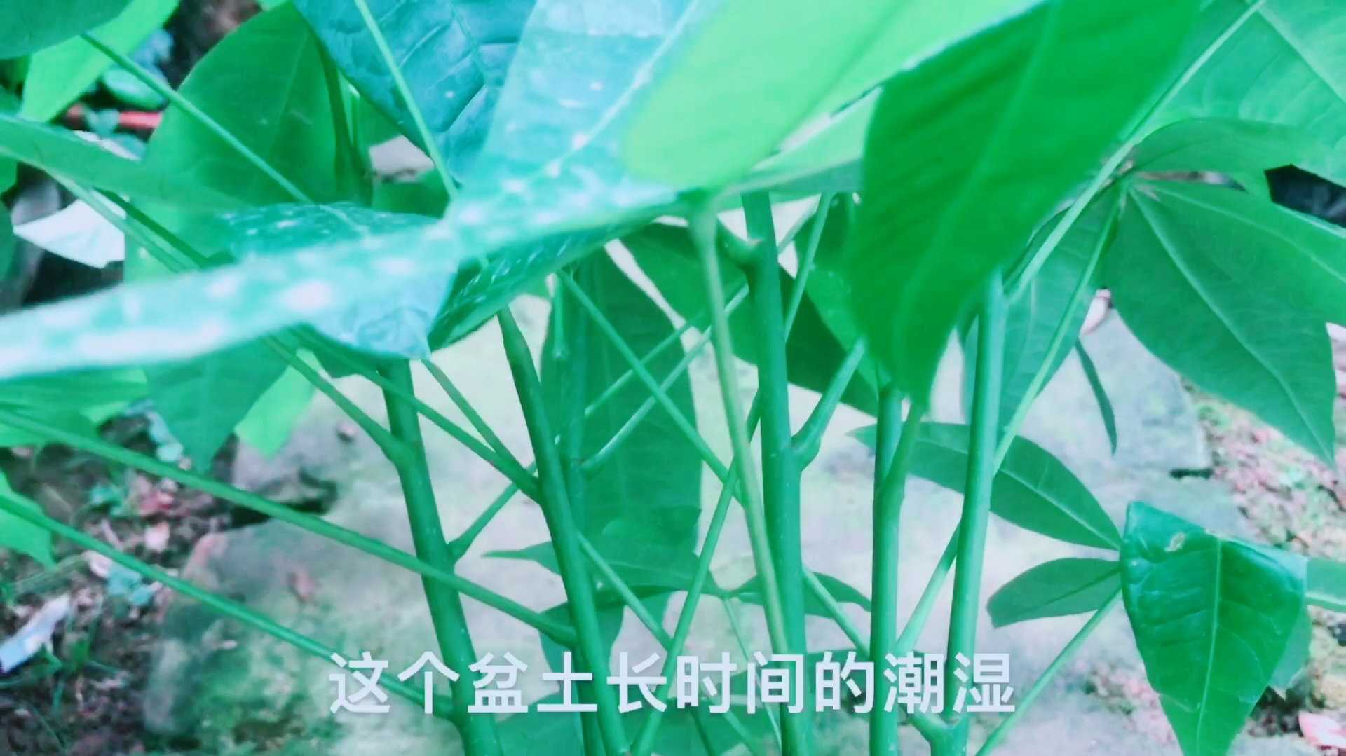 养发财树切记这一点,才不会烂根,一年四季绿油油!
