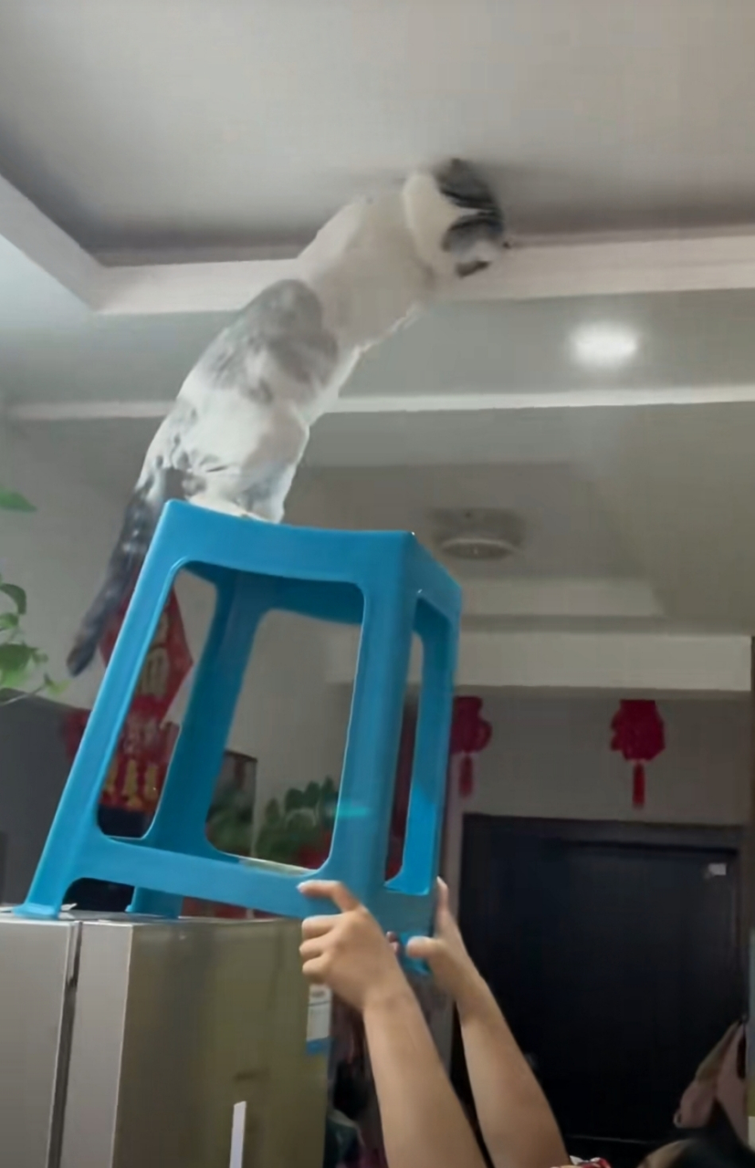 主人的羽毛球飞到房顶够不到 找来凳子让猫咪上去帮忙找 喵喵跳上去一
