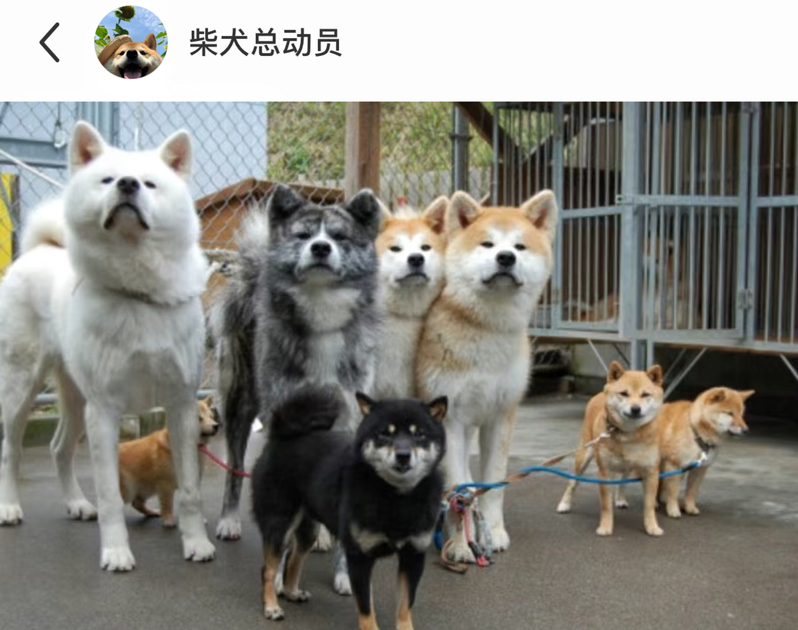 秋田犬和柴犬,在线演绎没头脑和不高兴