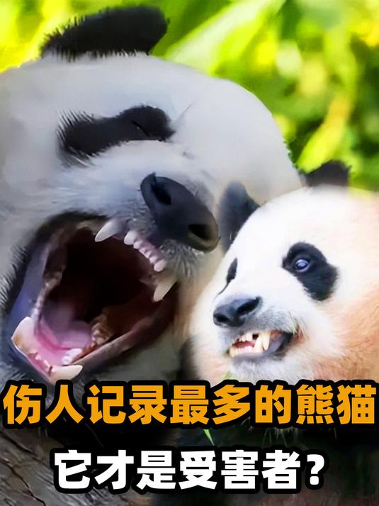 伤人记录最多的大熊猫,咬人专啃腿!这只伤人熊猫为啥没被处理?
