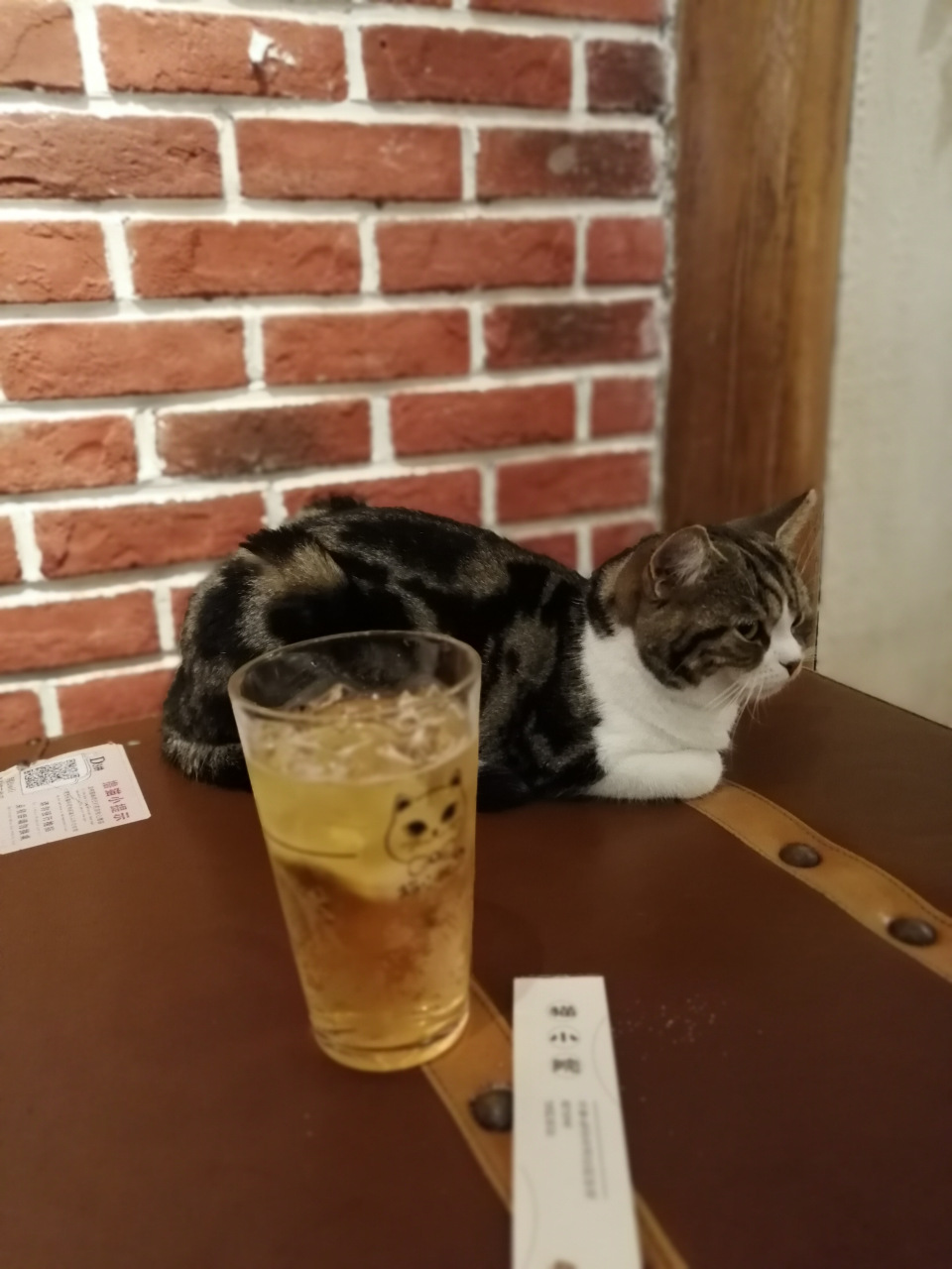 北京南锣鼓巷的猫小院,萌宠真多!