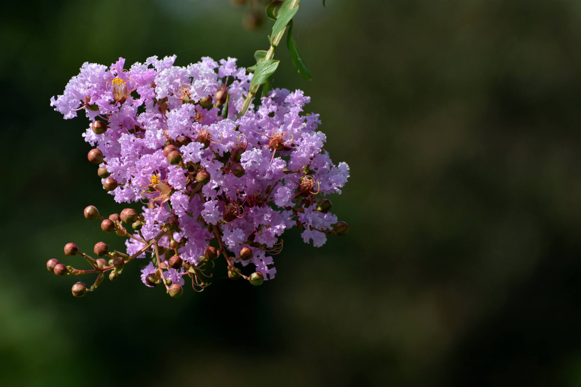 紫嫣花的花语图片