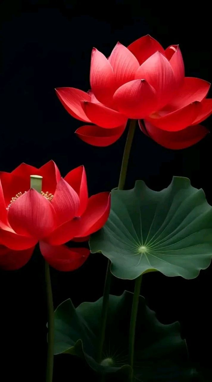 莲花壁纸,湖中莲花出淤不染,花香如玉