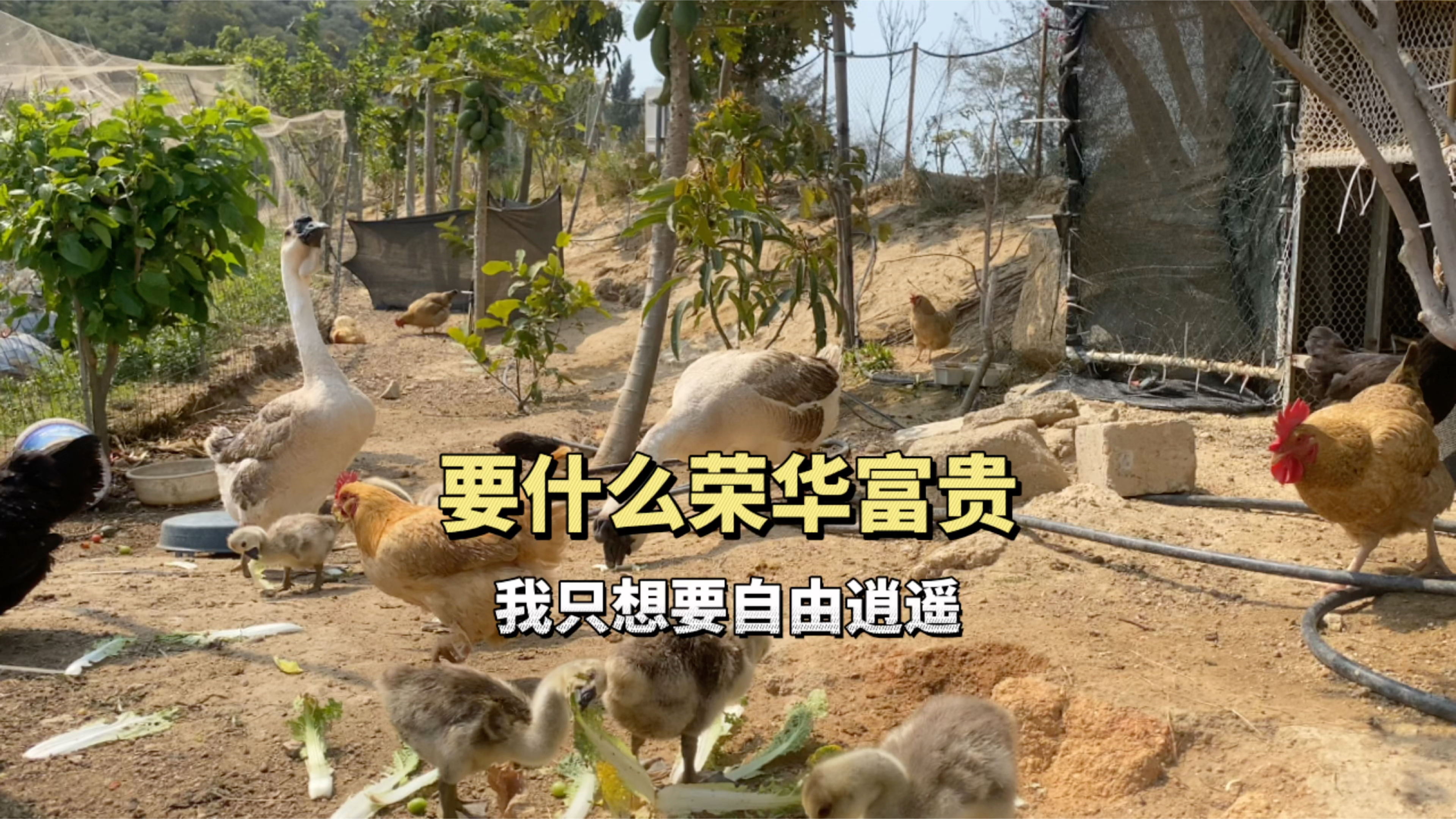 带大家体验山里农村的生活,养鸡鸭鹅,摘番茄