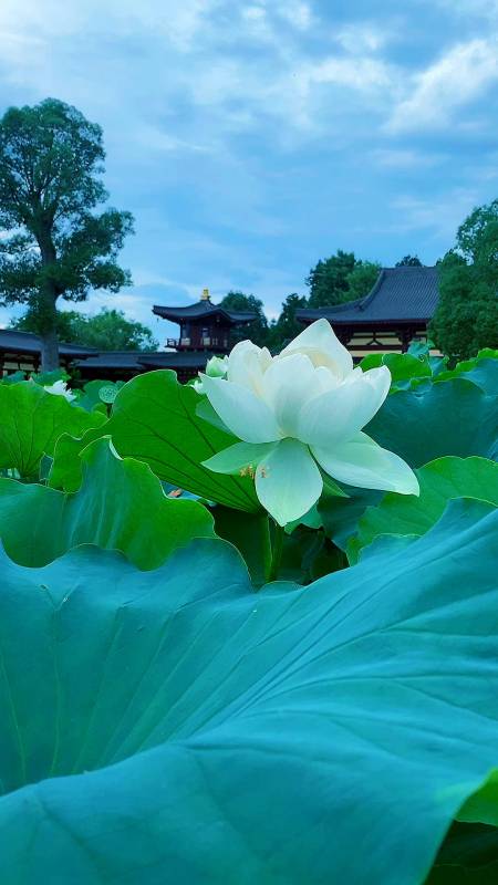 愿作西方一朵莲,七宝池中灿烂盛放-度小视