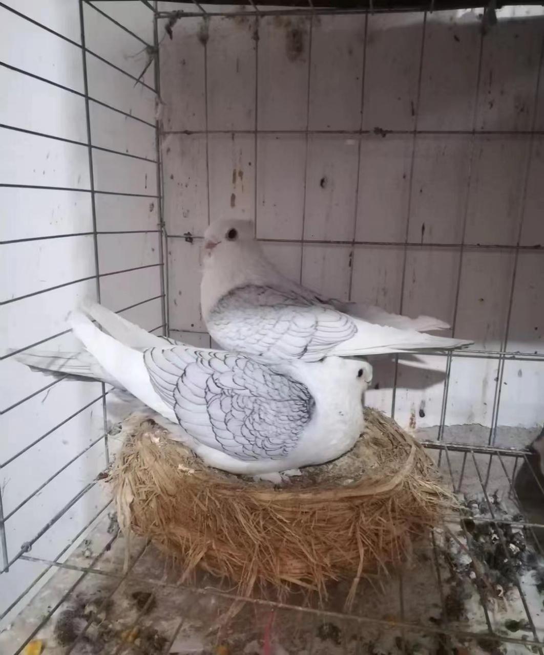 花色淑女鸽子,出售一对!