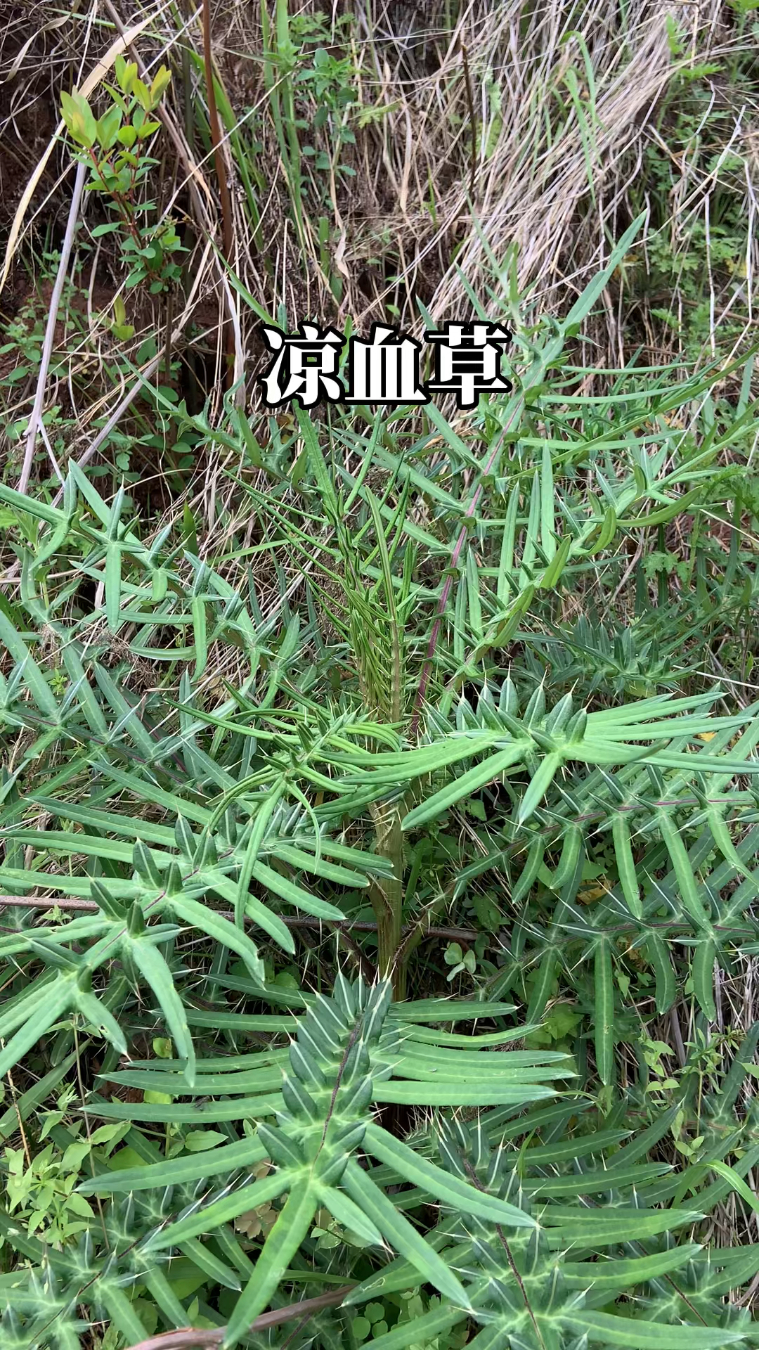 田里地头止血凉血的野草,挖根煮吃还香得不得了!