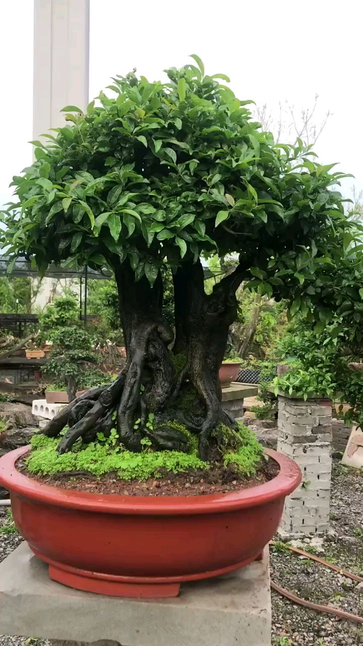 矮霸树型碳化金弹子