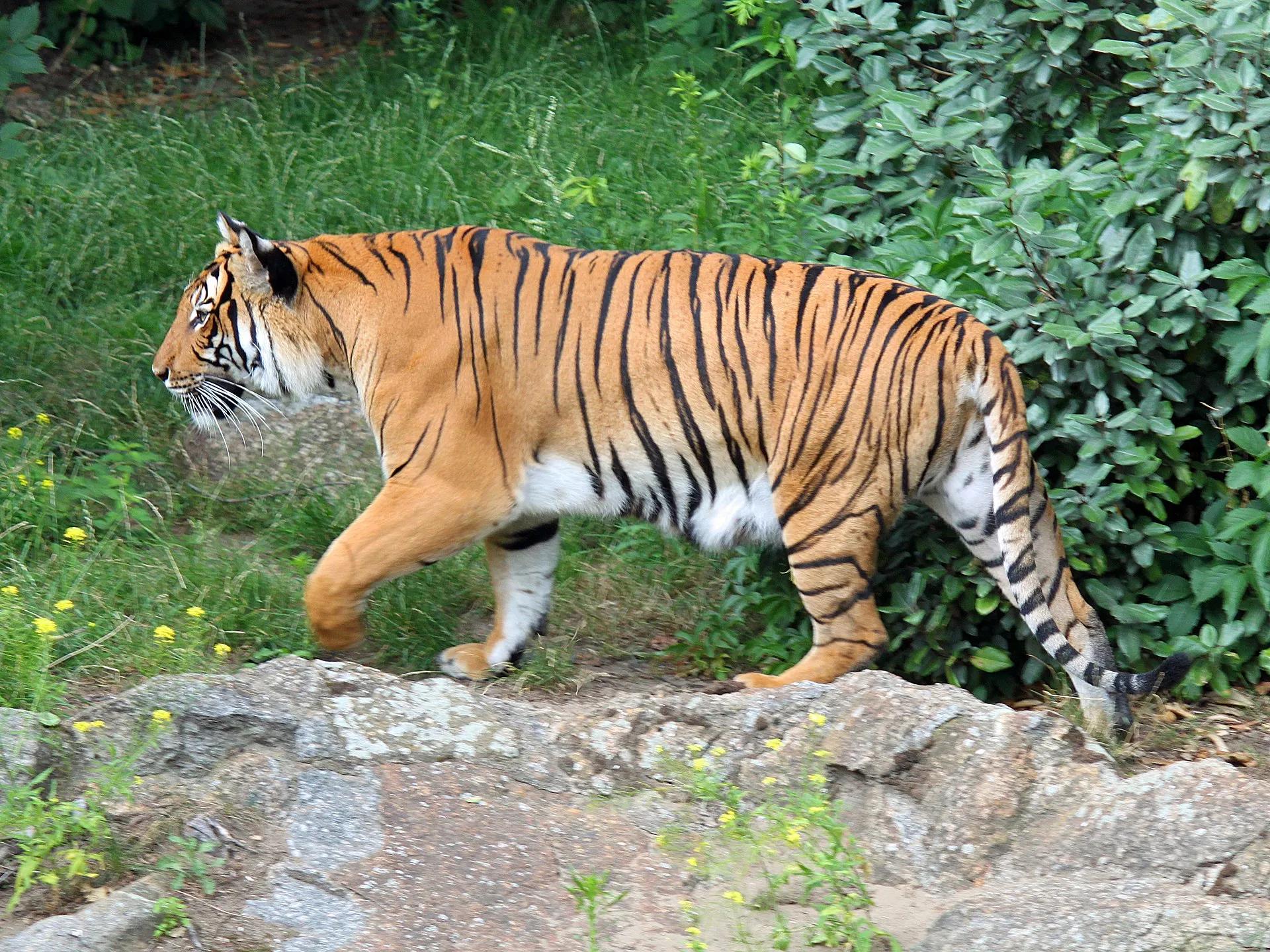 婆罗洲老虎图片