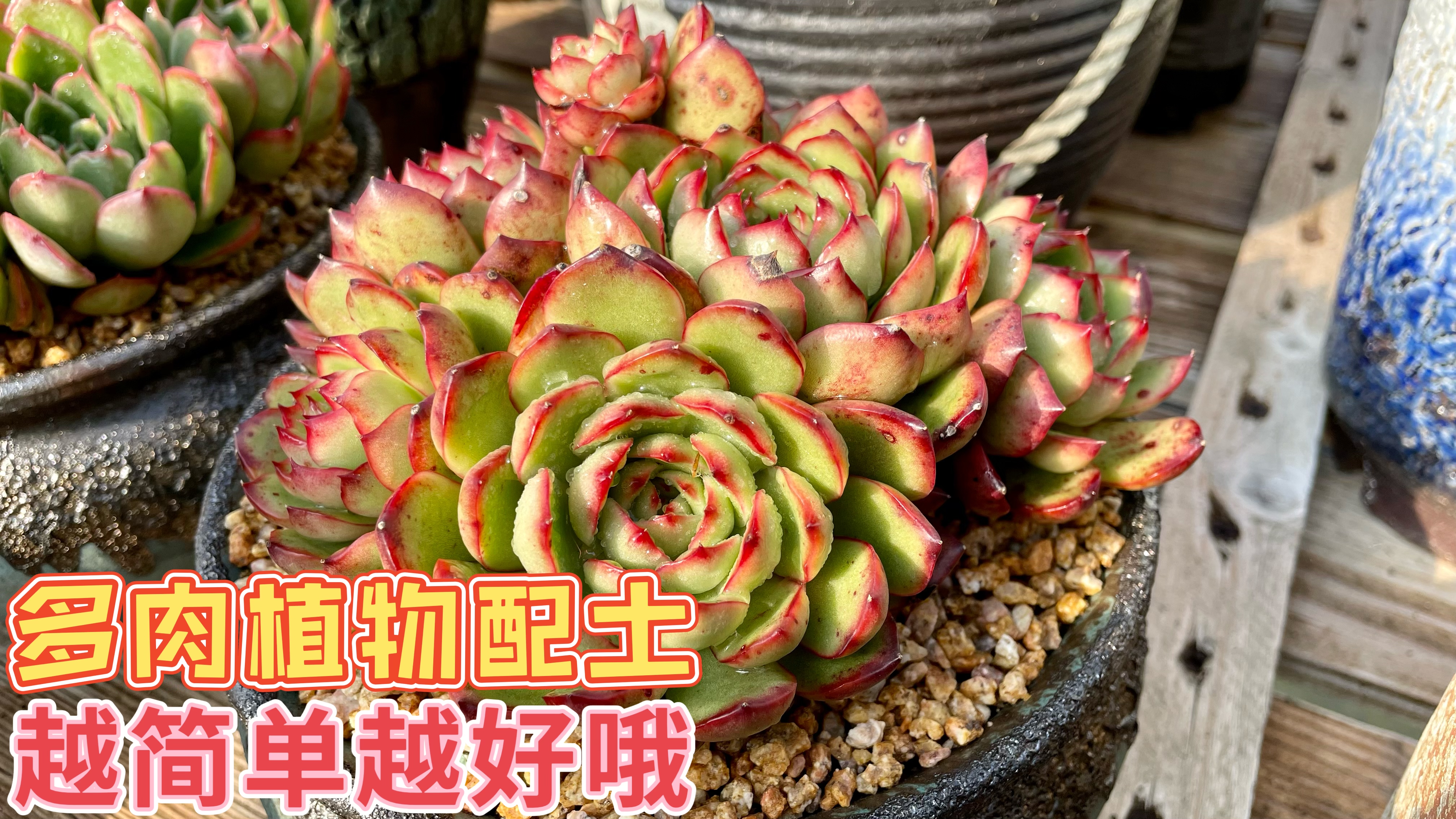 多肉植物的配土,真的没必要花里胡哨搞的那么复杂,越简单越好哦