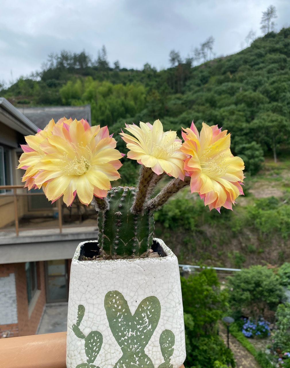 席克氏彩草仙人球,激流