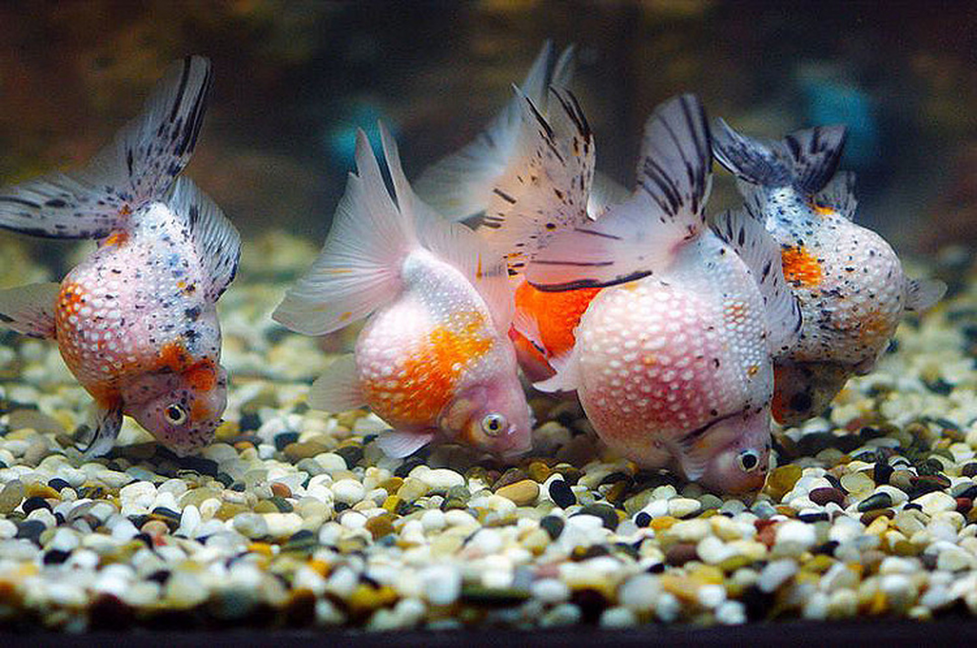 珍珠鳞金鱼,娇贵的鱼#娱乐##观赏鱼