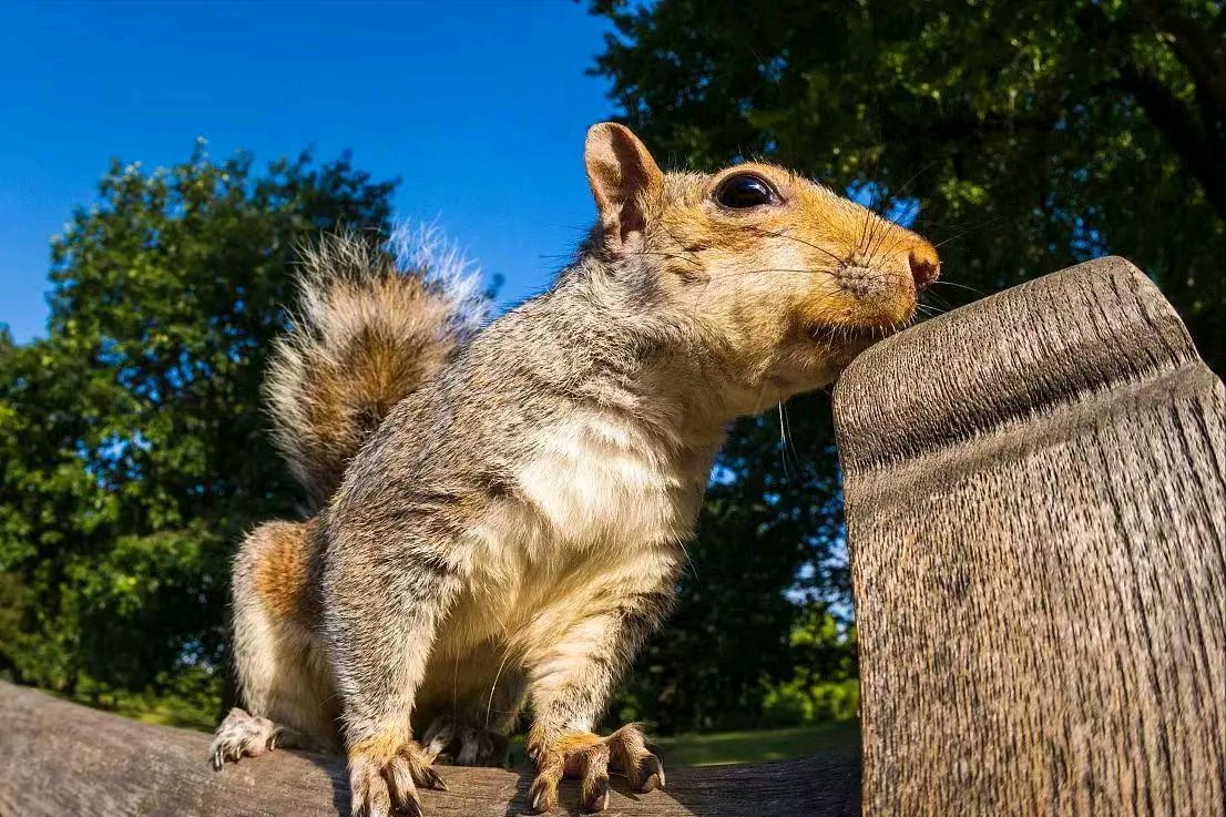当宠物养的北美灰松鼠,竟成欧洲国家的噩梦,这究竟是怎么回事?