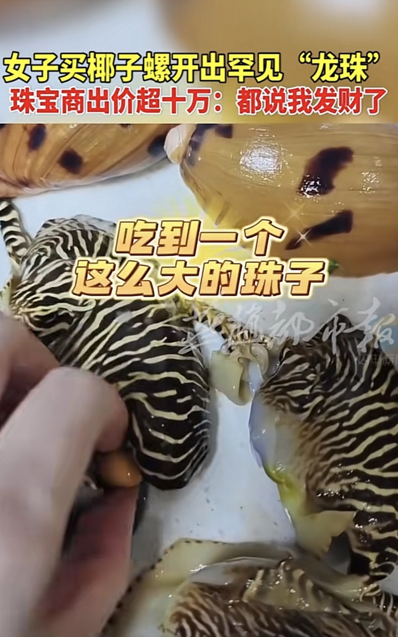 女子85元网购椰子螺吃出罕见"美乐珠"