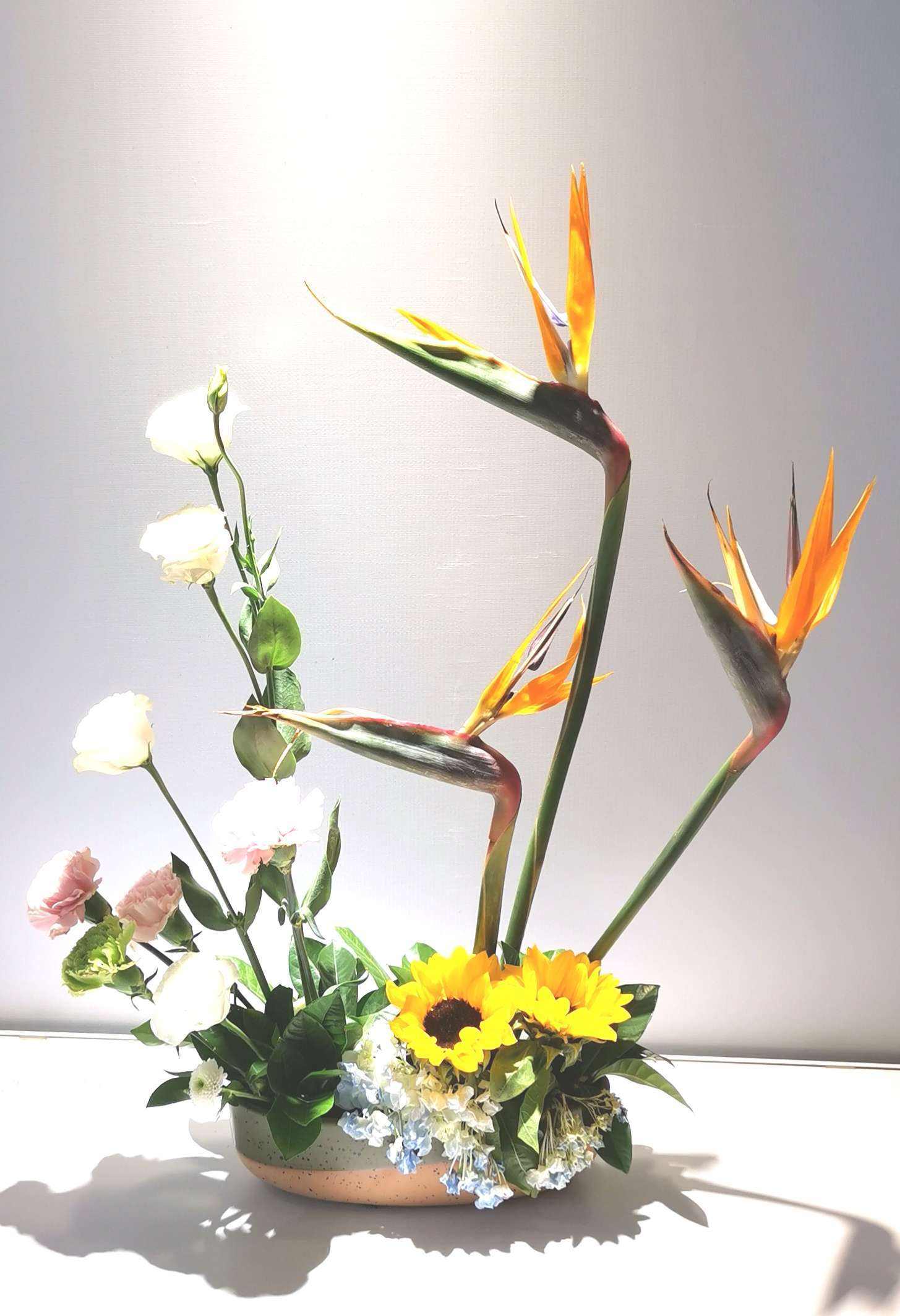 鹤望兰(学名:cymbidium goeringii)是一种兰科植物,常见于中国,日本和