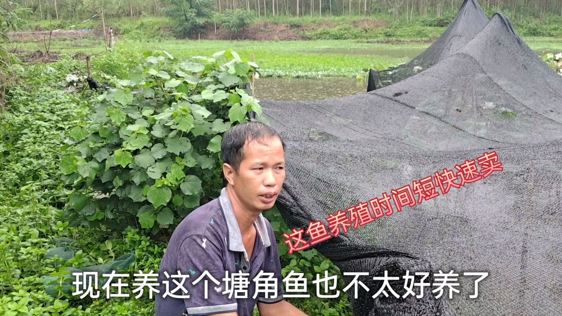 去年农村养这种鱼很贵,一平方能养400斤鱼,时间短5个月卖