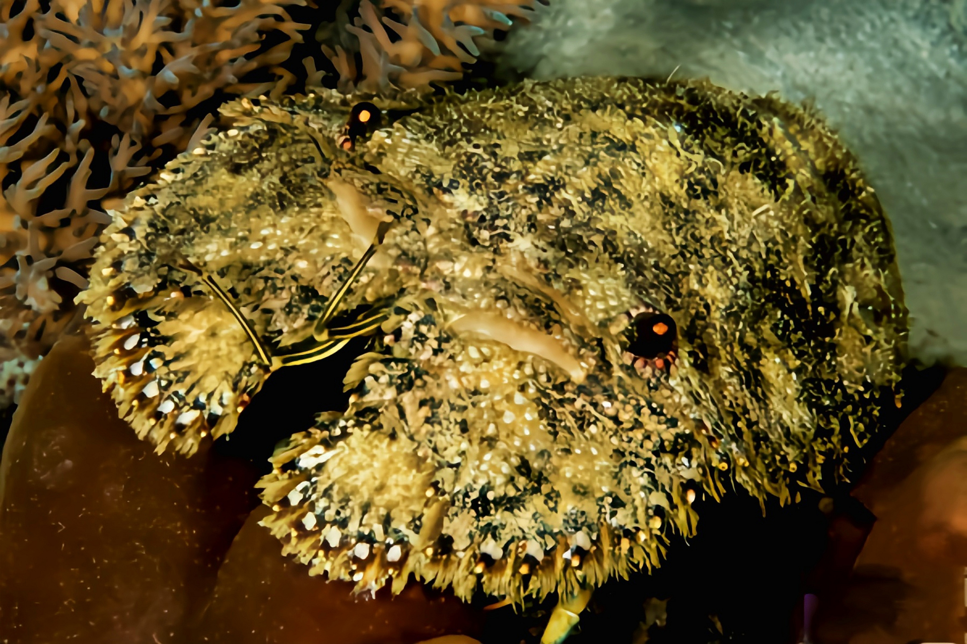 每天认识一种动物——南极岩礁扇虾 南极岩礁扇虾 别名蝴蝶虾,琵琶虾