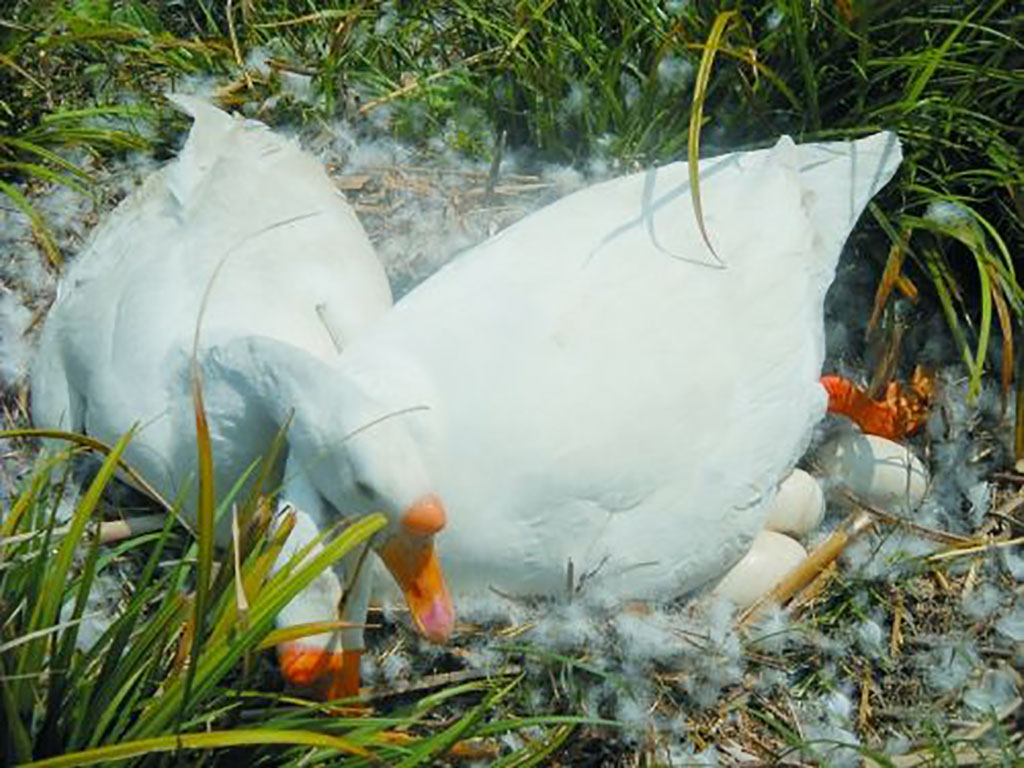 怎么让抱窝的大鹅清醒?大鹅趴窝怎么能醒窝