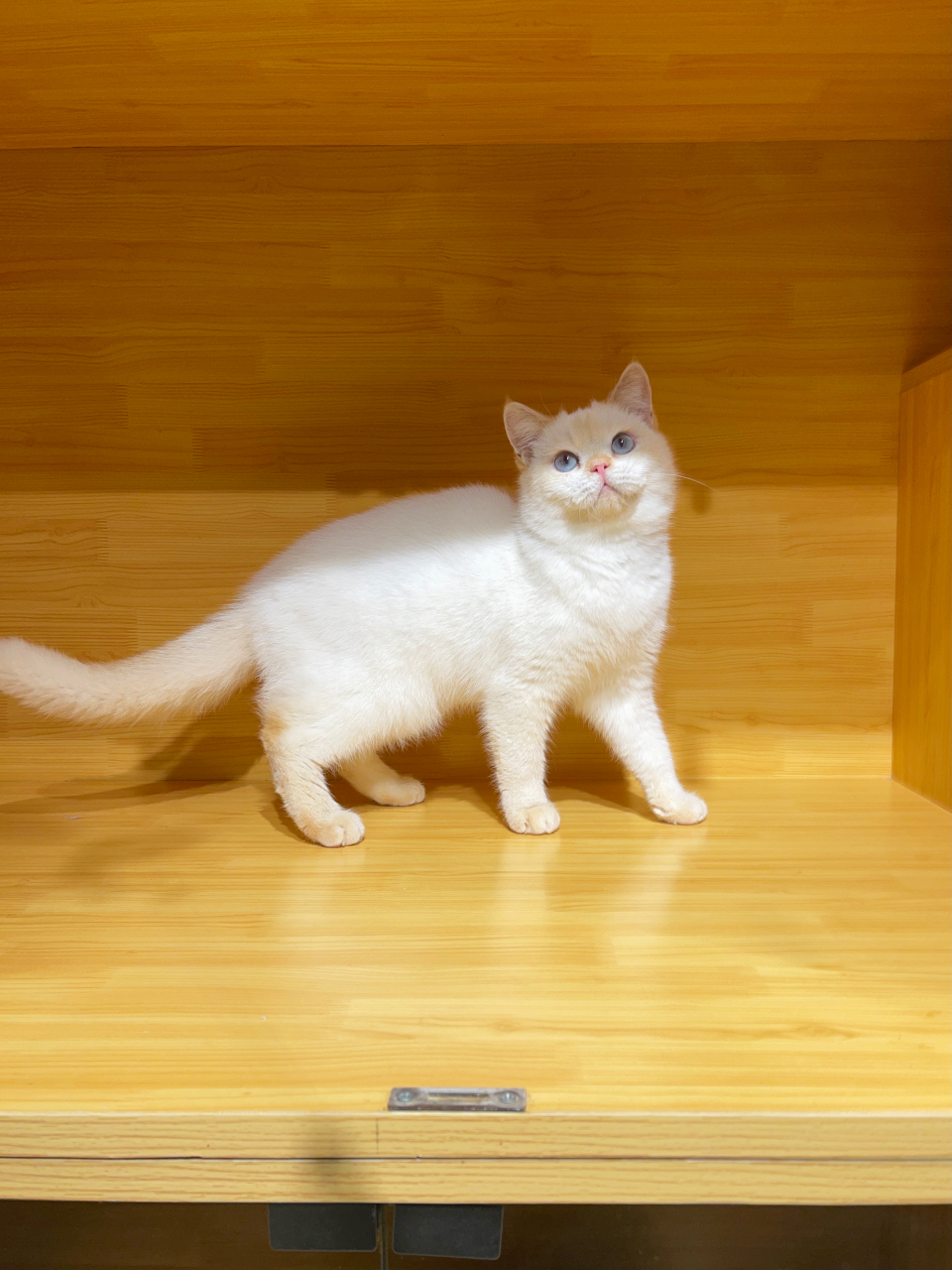 英短稀有色,火焰色重点,很少见到,非常漂亮 #一起来吸猫# #萌宠出道