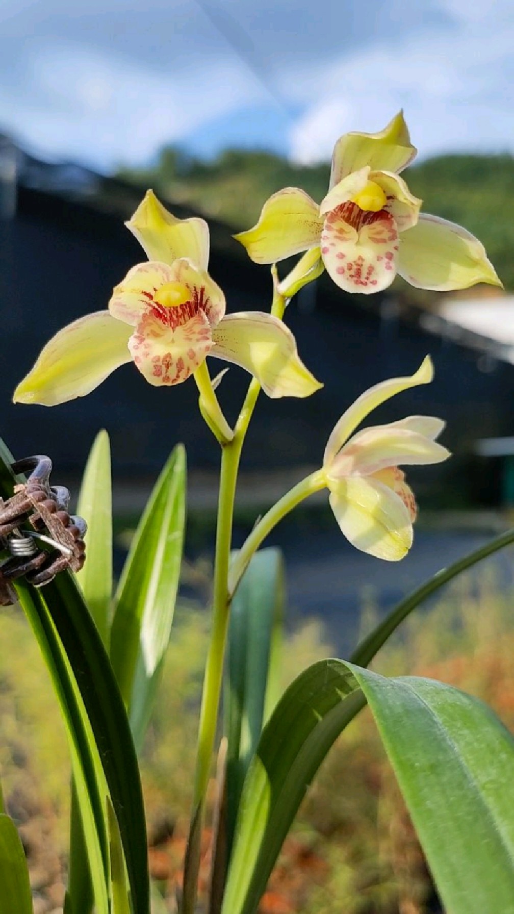 性价比超高的建兰复色花鹤山彩荷又香又漂亮喜欢吗