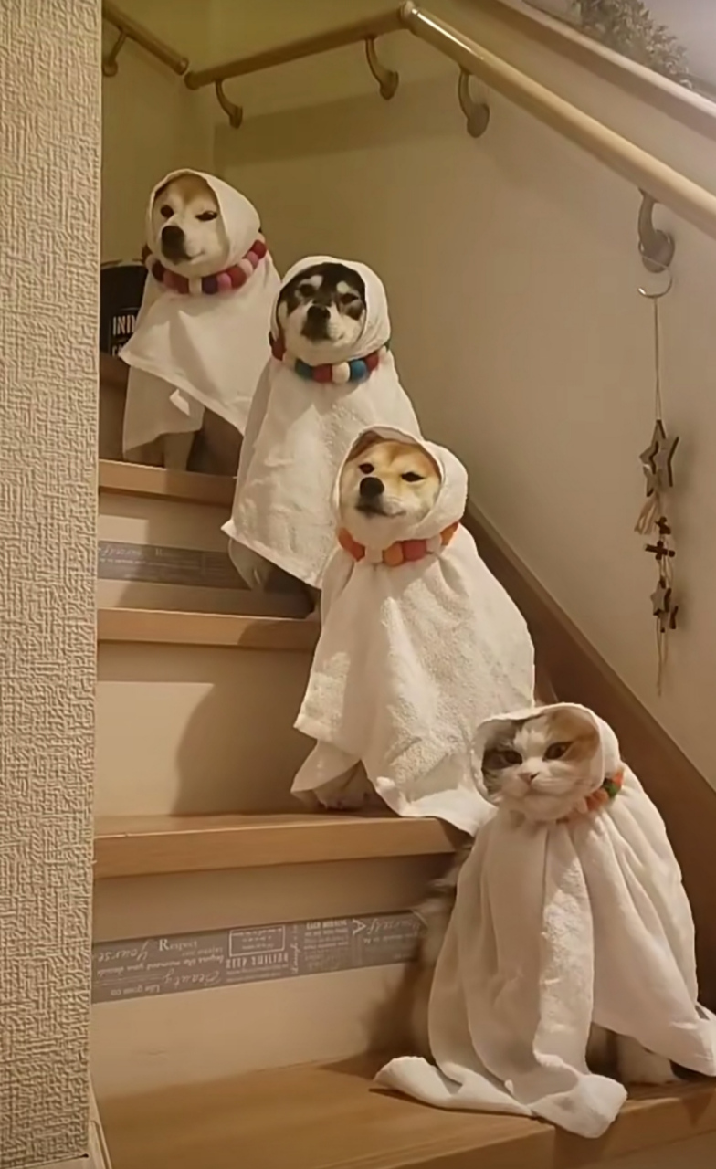 沙雕狗狗跟猫猫,真的笑死我了#搞笑萌宠