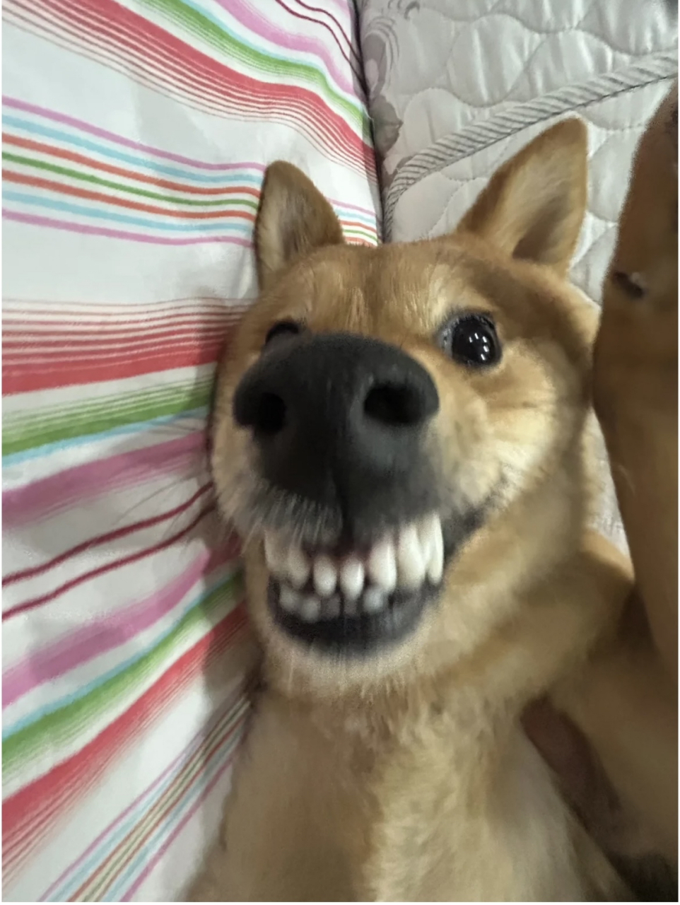 这狗笑起来真像驴啊