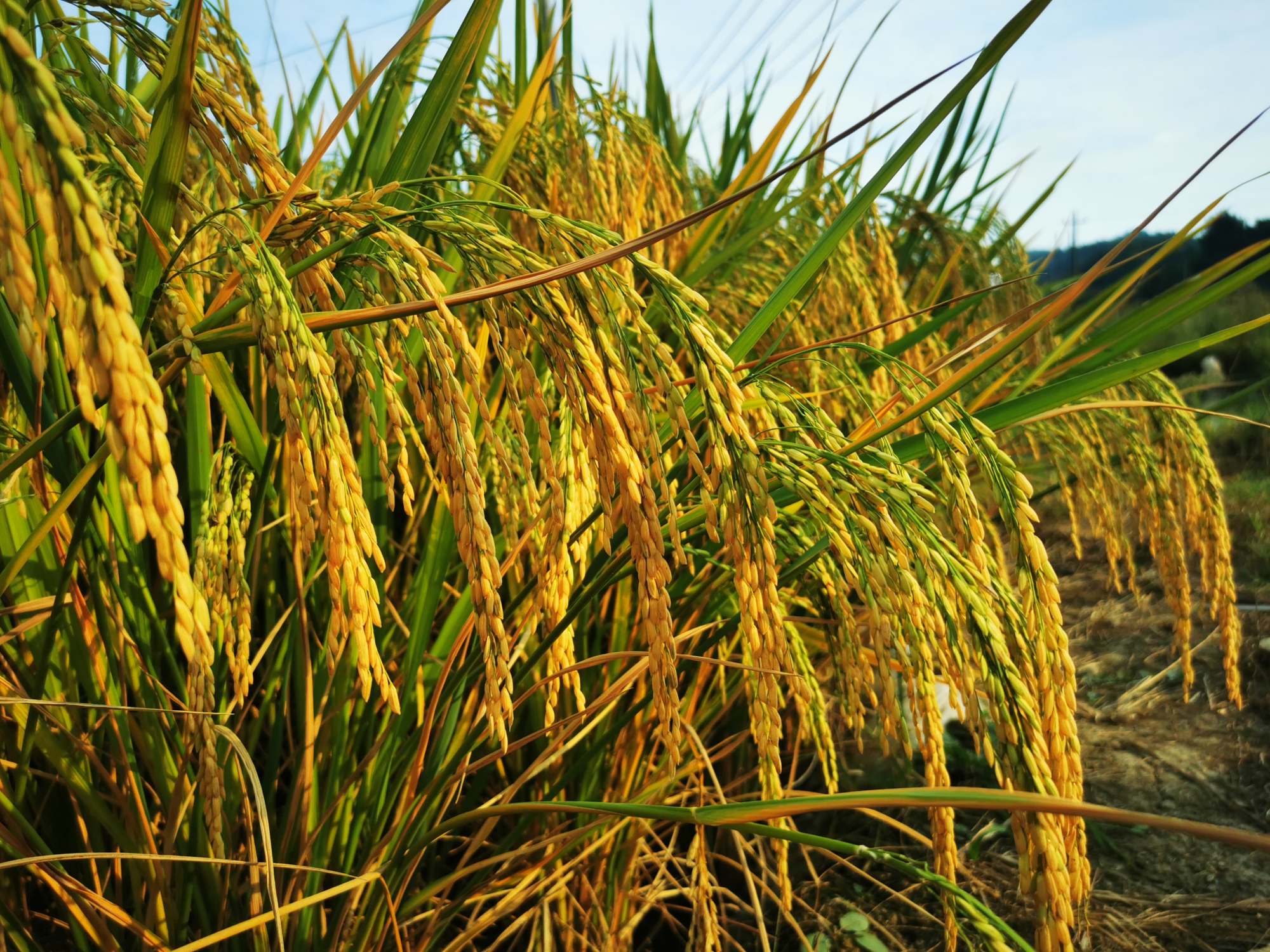 又"稻"一年丰收季,稻谷飘香美如画