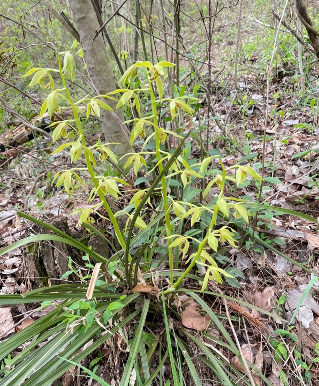 野生兰花别乱挖,不然牢底坐穿,它们又叫国家管饭兰…#百度家居大师团
